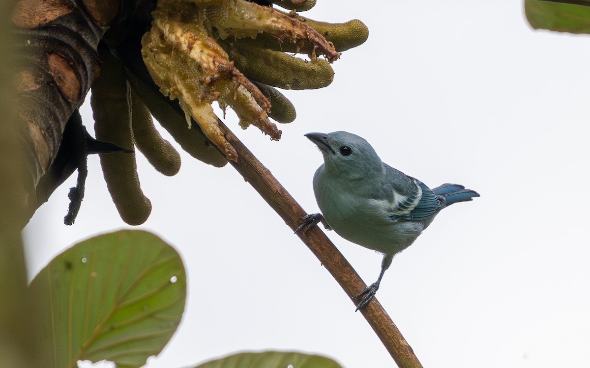 Blue-gray Tanager - ML645937033