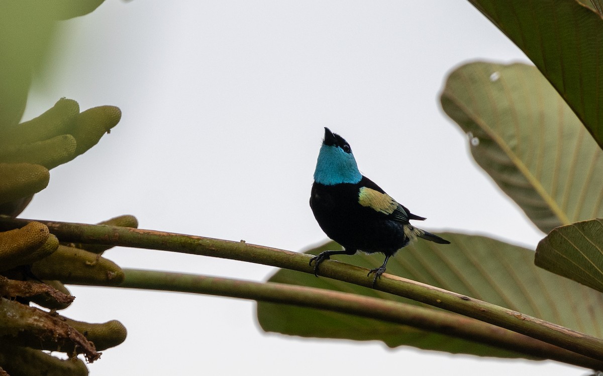 Blue-necked Tanager - ML645937045