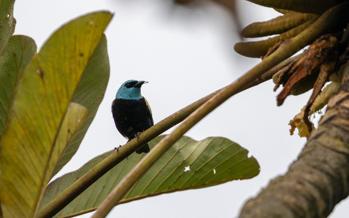 Blue-necked Tanager - ML645937046