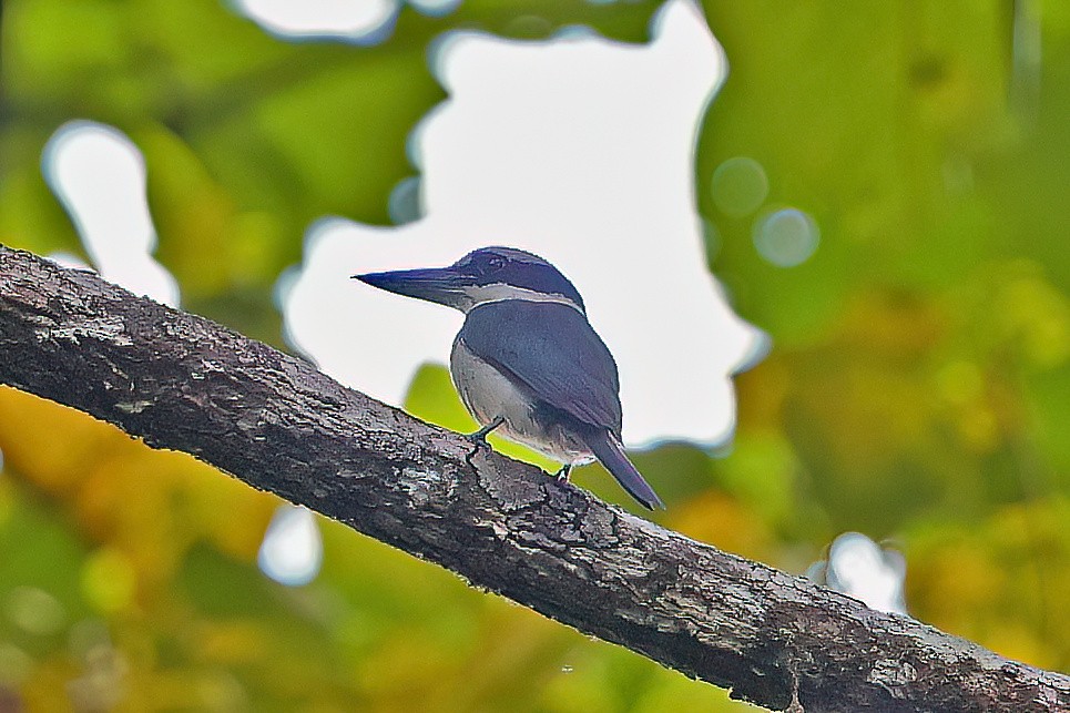 Sombre Kingfisher - ML645937047