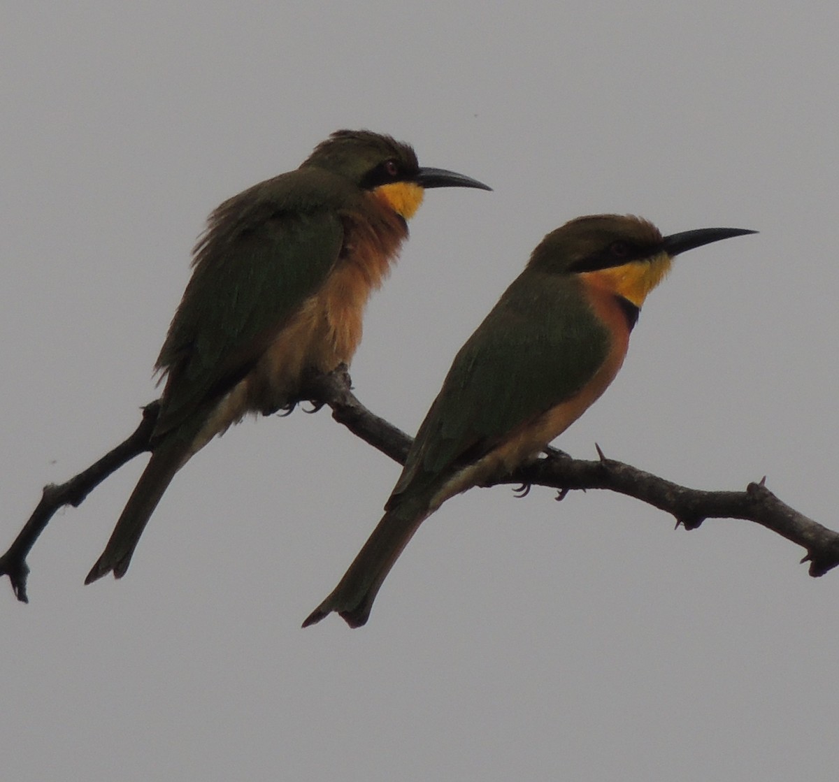 vlha malá - ML645937074