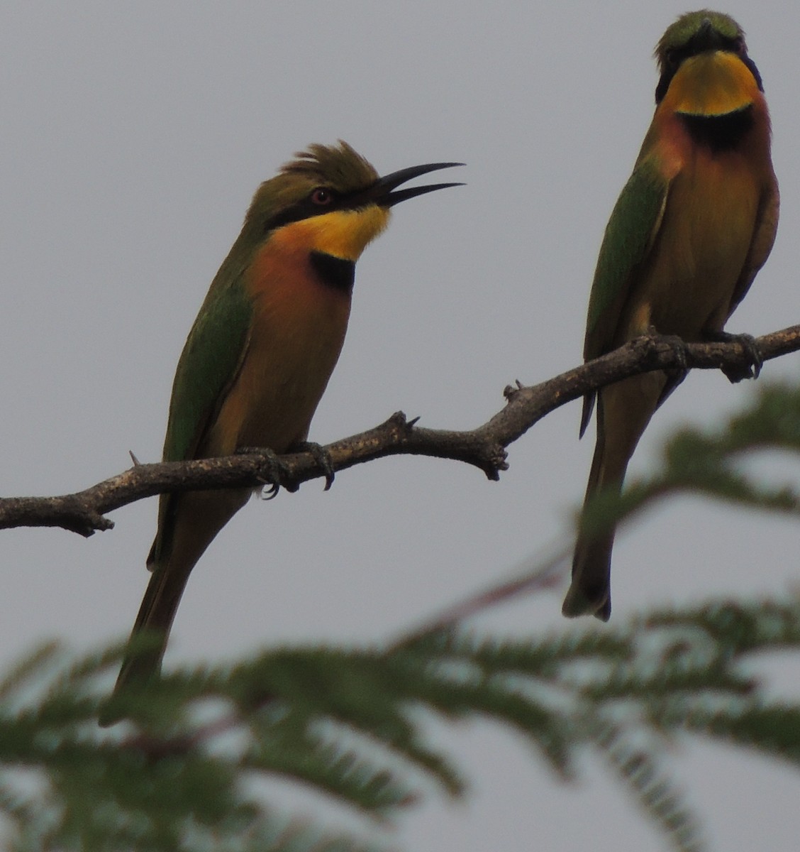 vlha malá - ML645937075