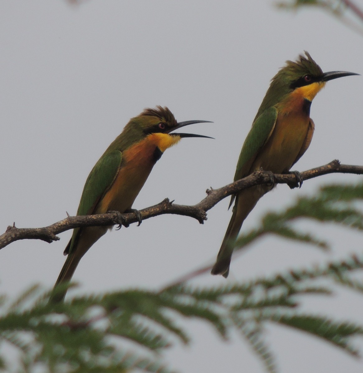 vlha malá - ML645937076