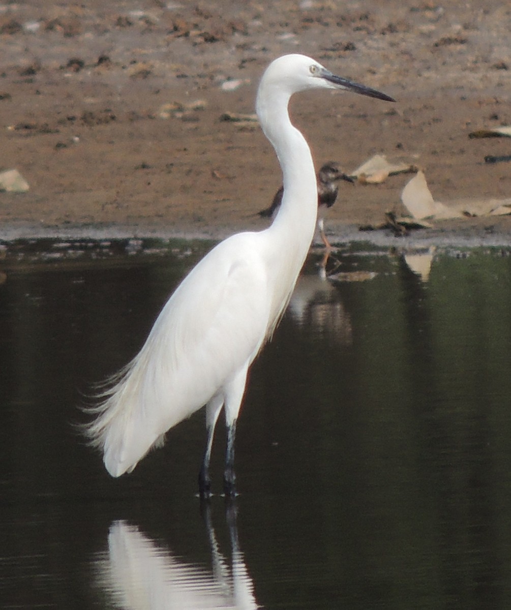 volavka stříbřitá - ML645937080