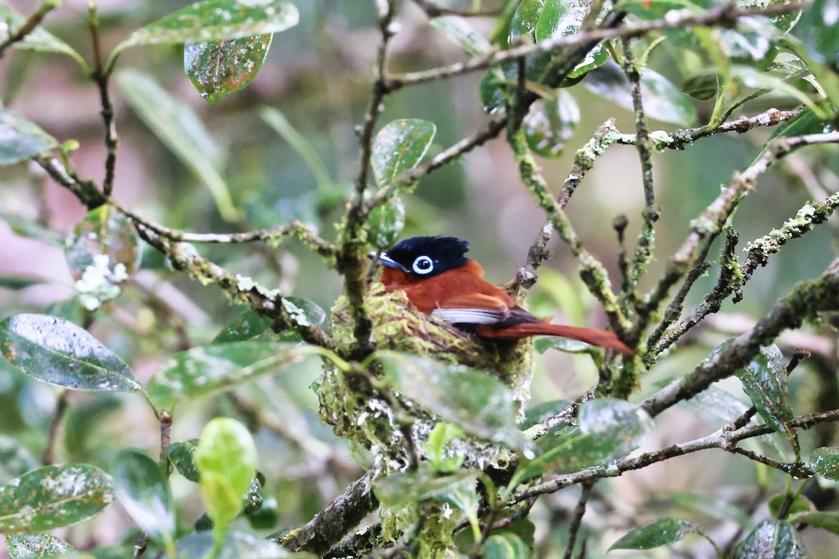 Malagasy Paradise-Flycatcher - ML645937098