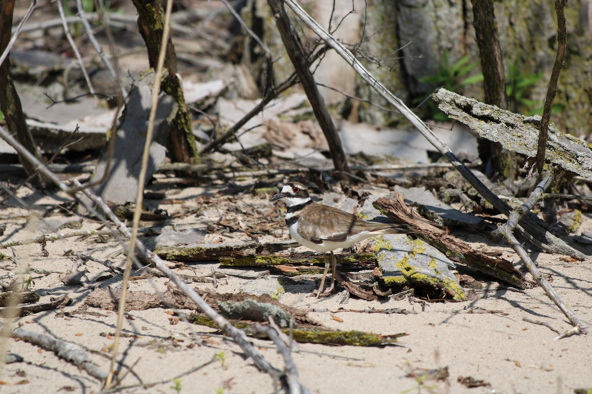 kulík rezavoocasý - ML645937109