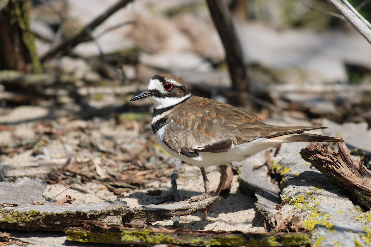 kulík rezavoocasý - ML645937110