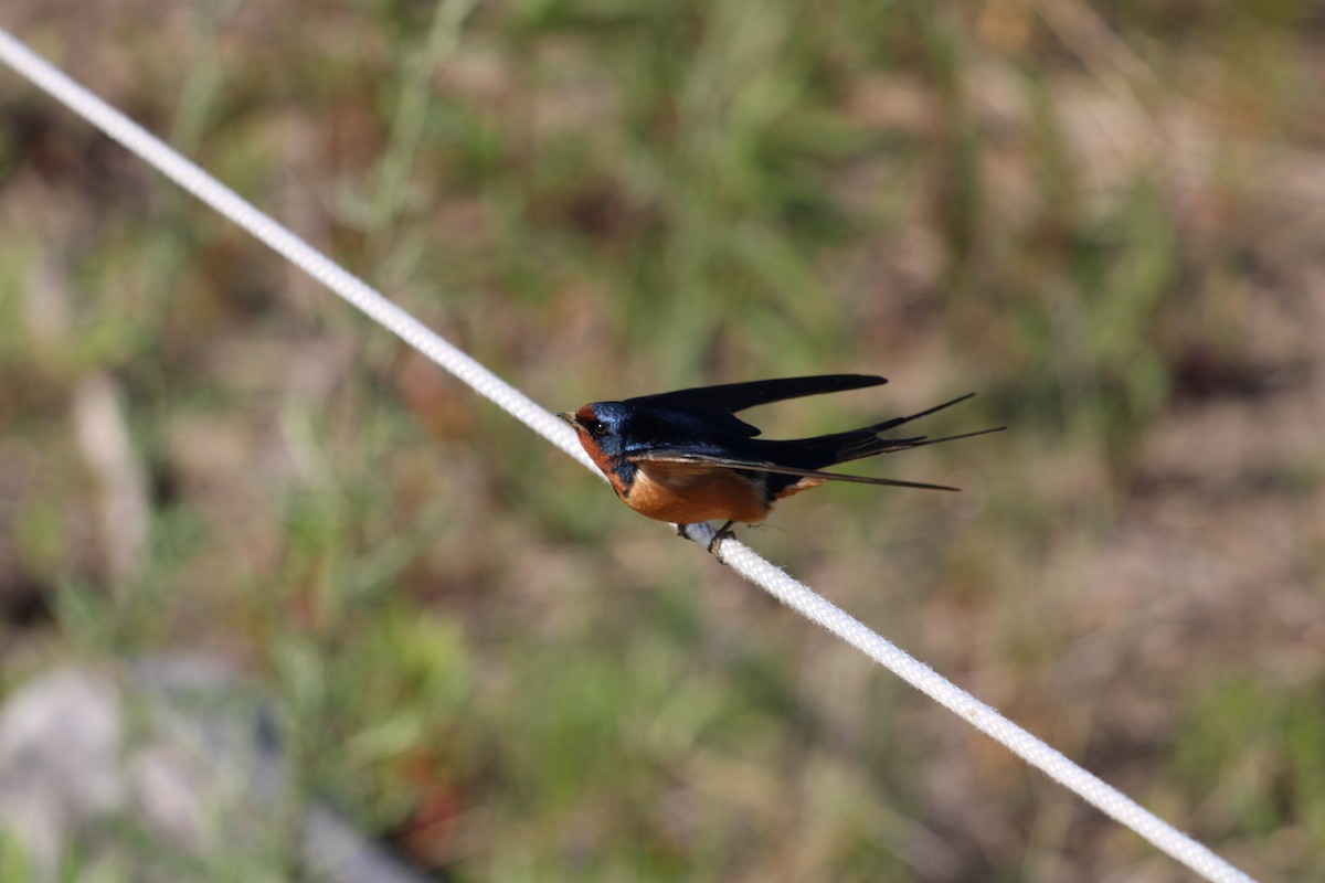 vlaštovka obecná - ML645937114