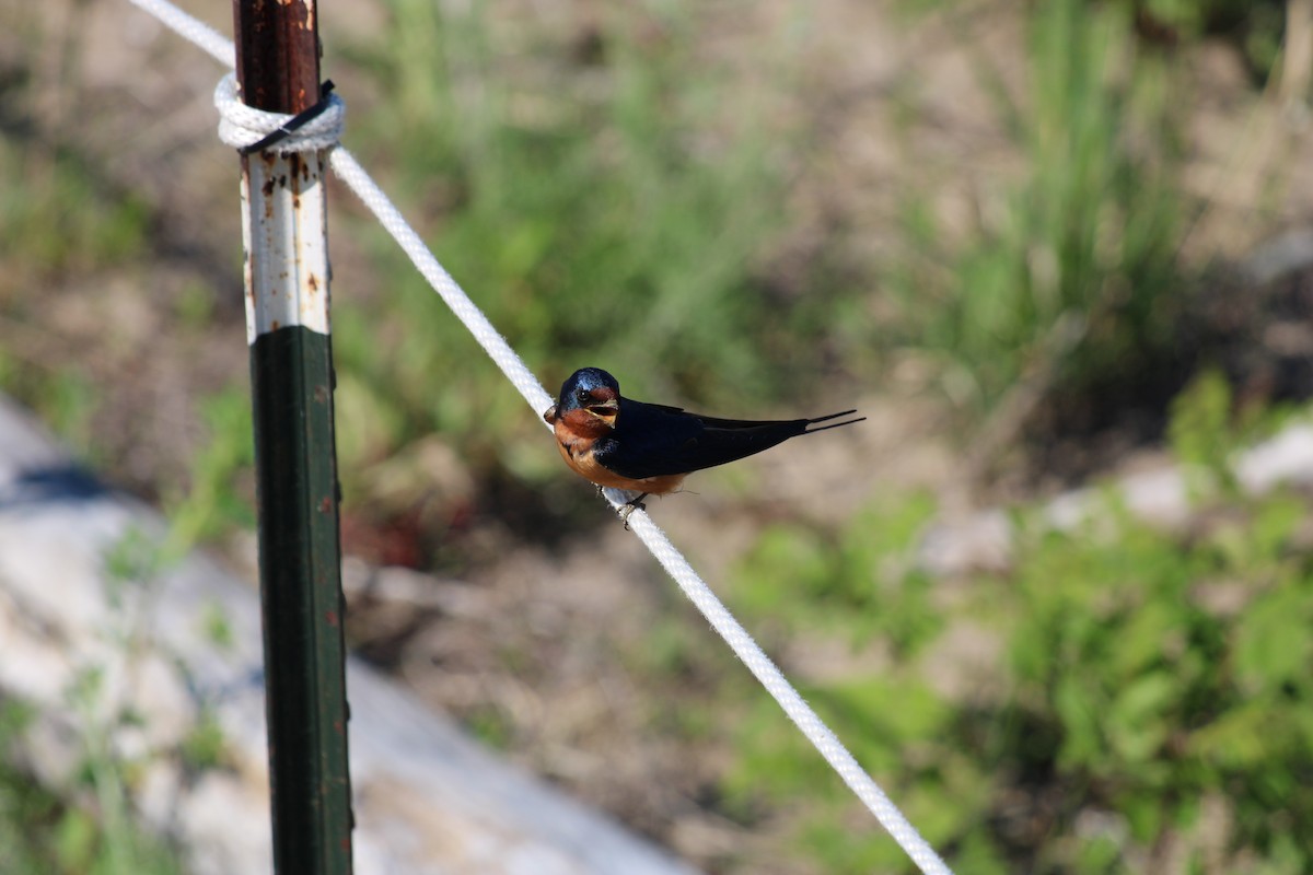 vlaštovka obecná - ML645937115