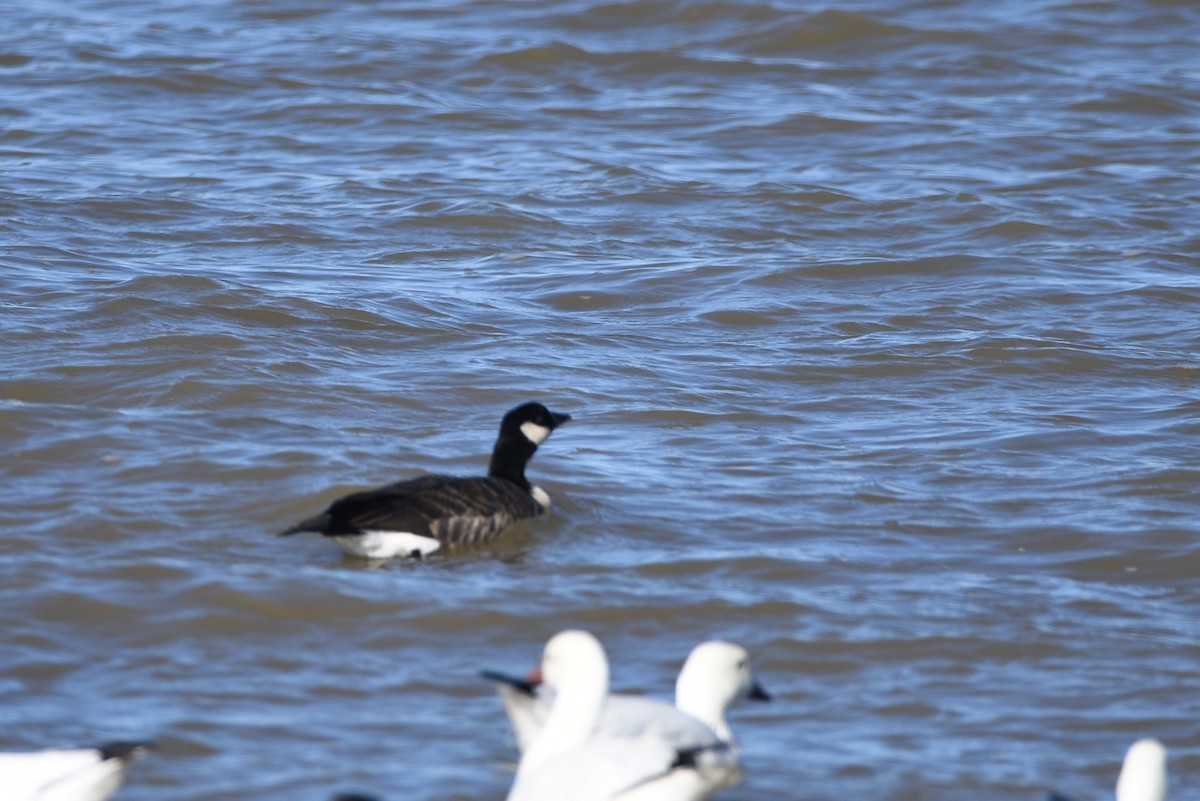 Cackling Goose (Richardson's) - ML645937116