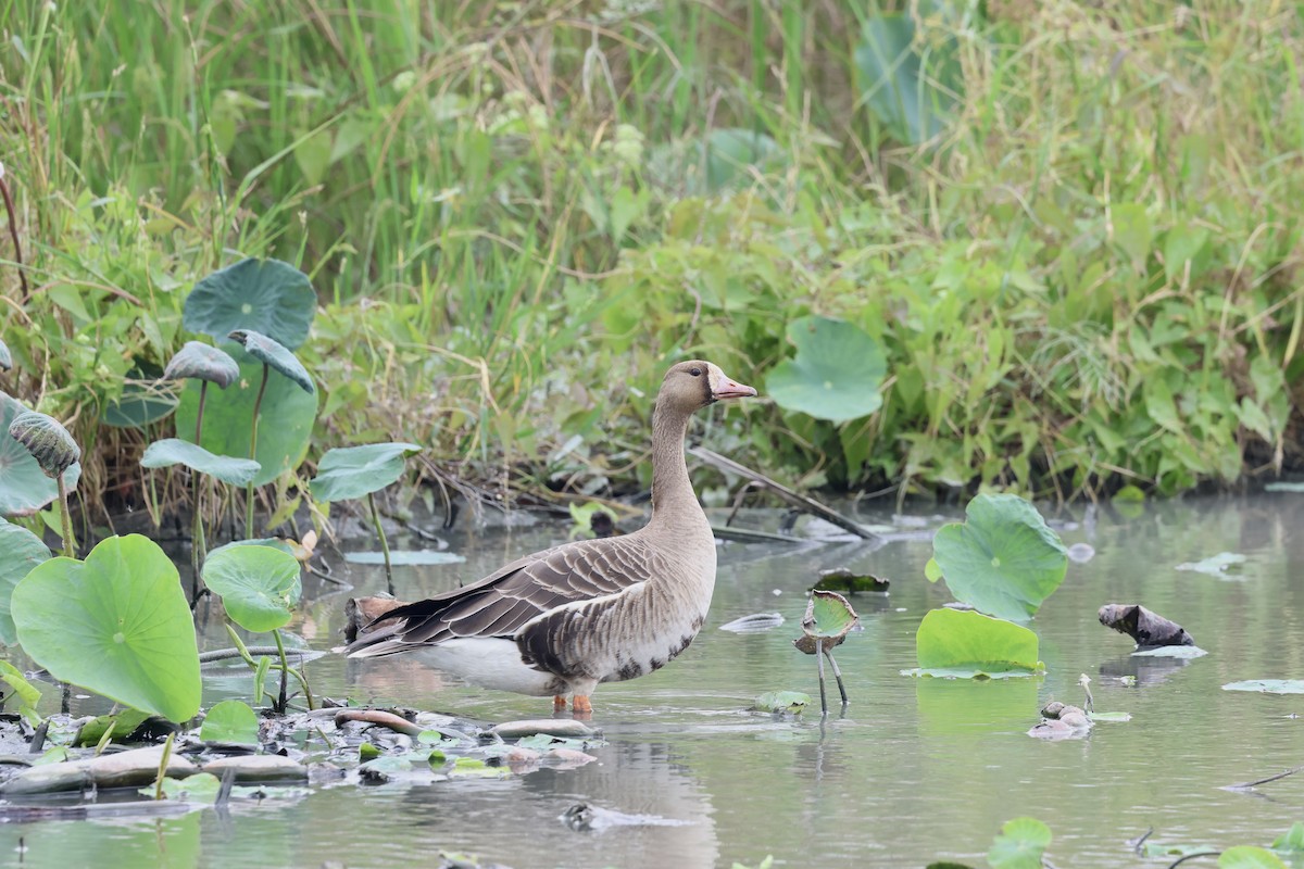 Greater White-fronted Goose - ML645937129