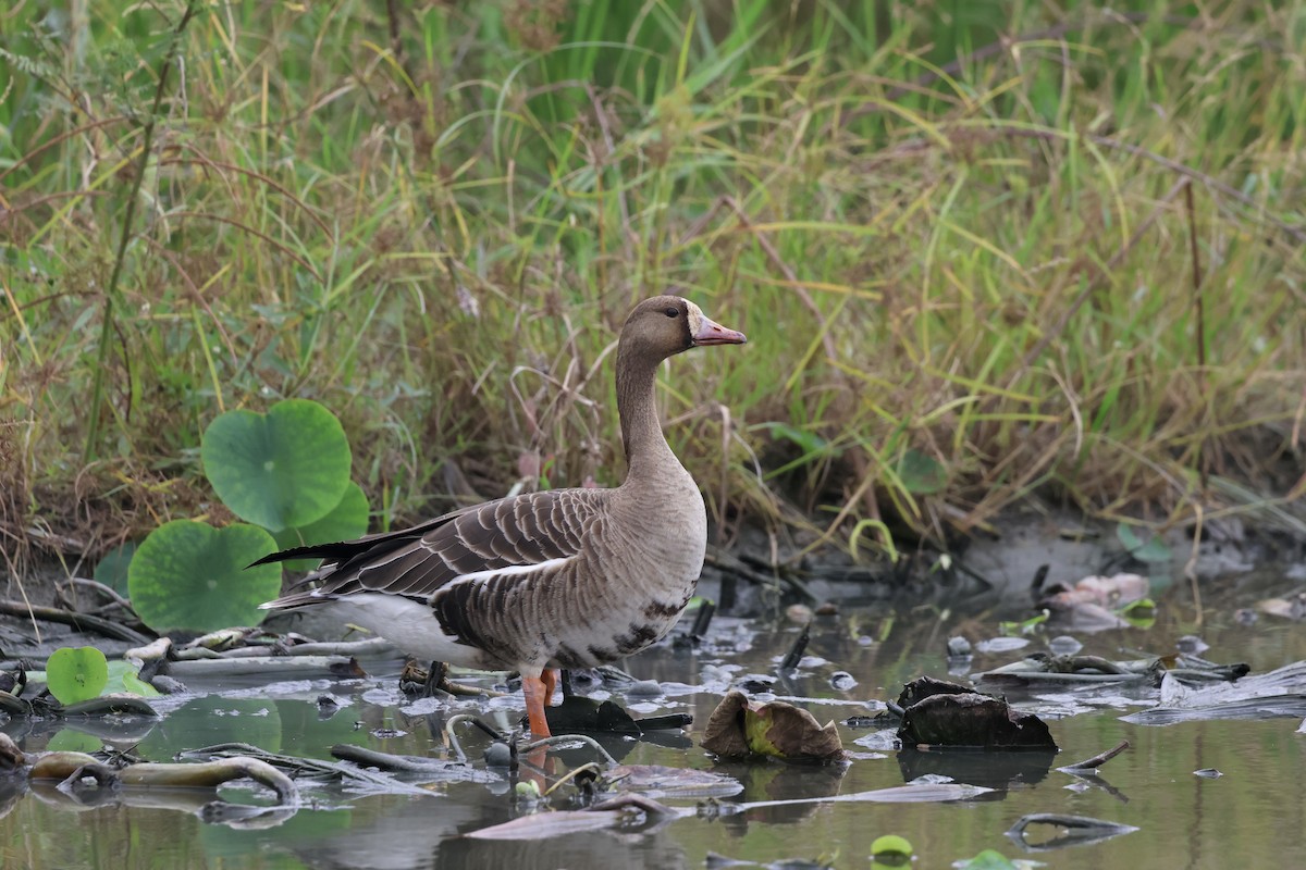 Greater White-fronted Goose - ML645937130