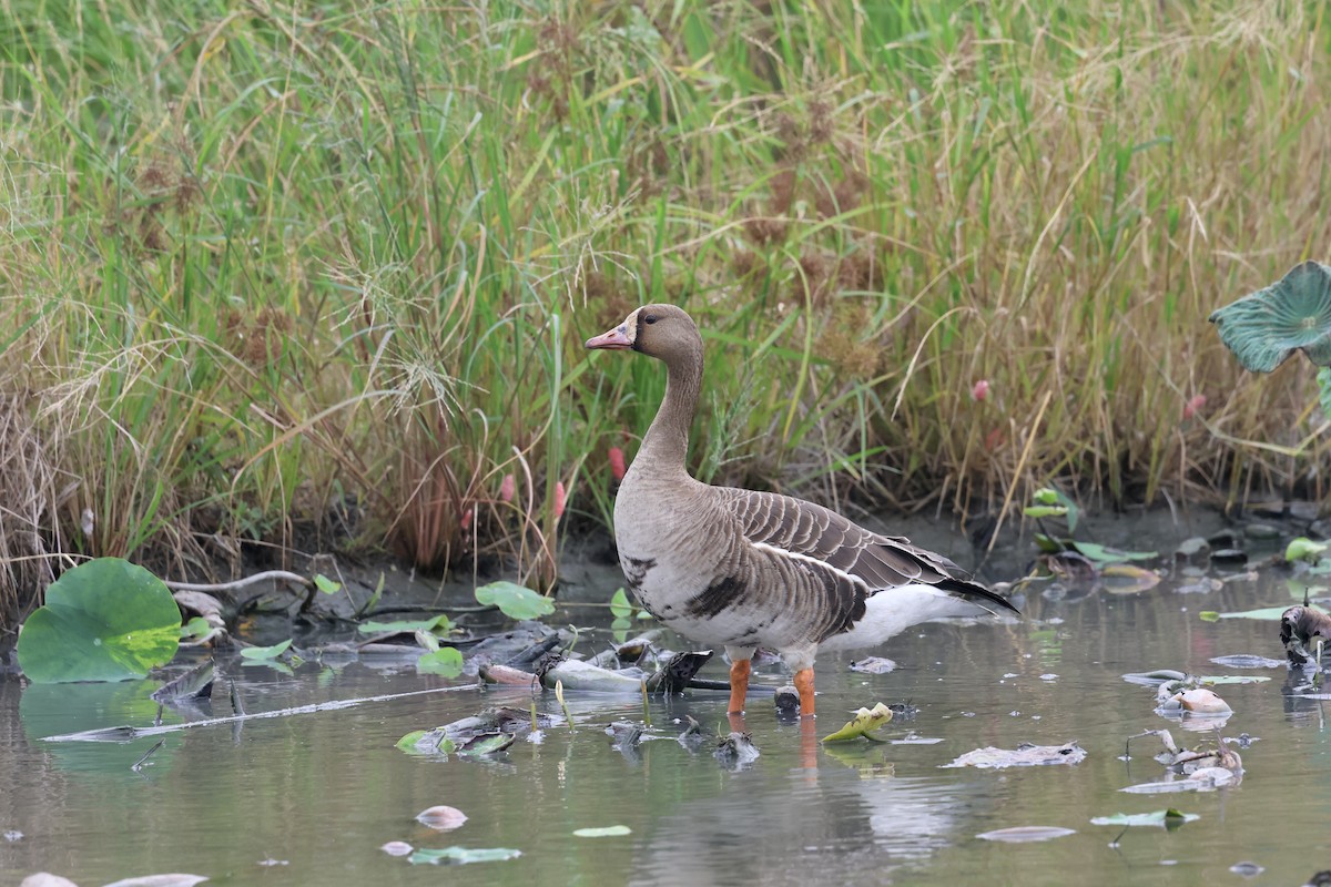 Greater White-fronted Goose - ML645937131