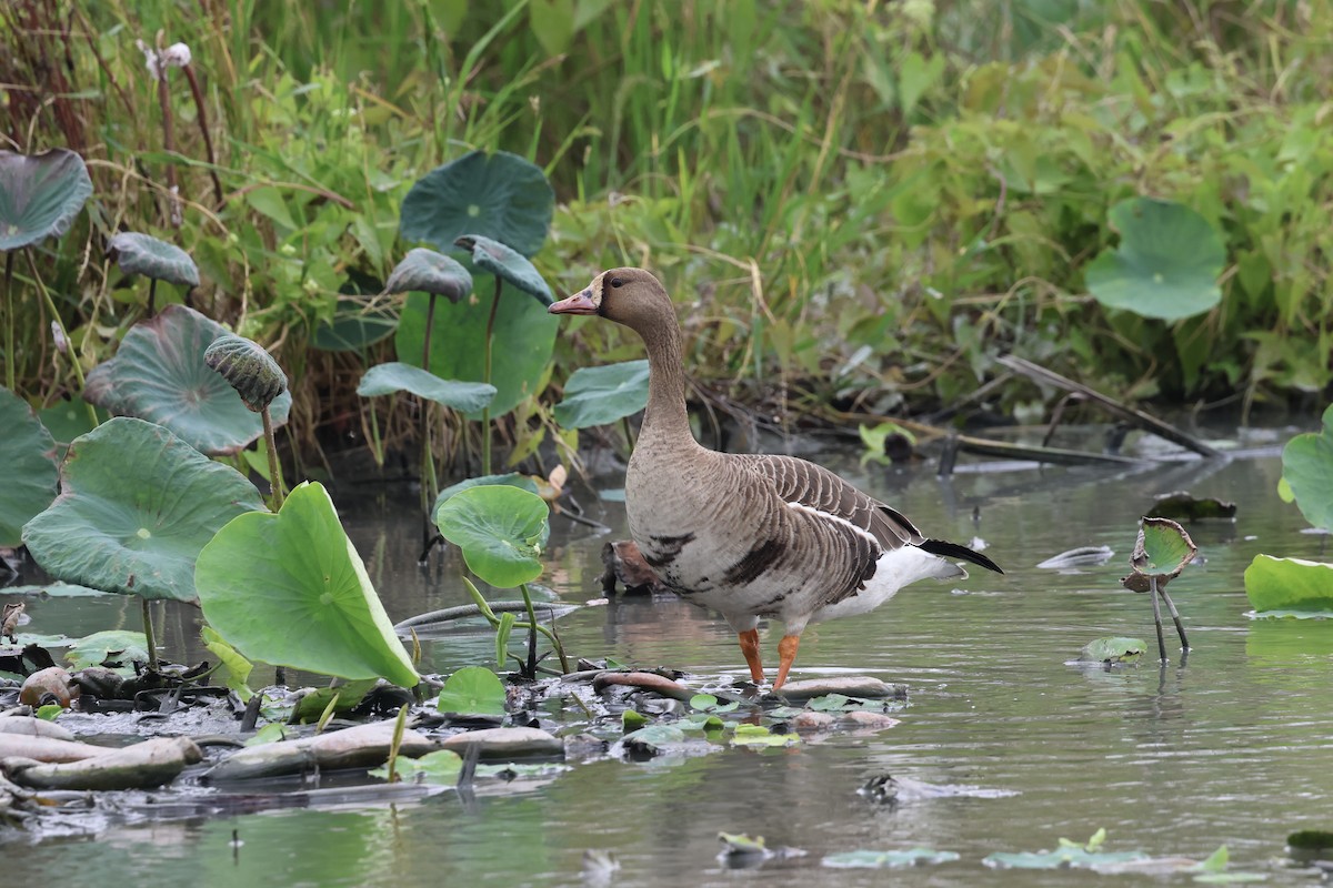 Greater White-fronted Goose - ML645937132