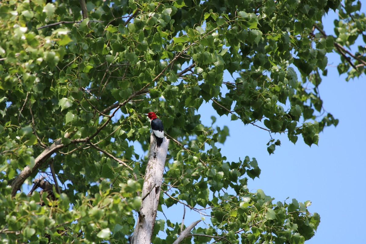 datel červenohlavý - ML645937137