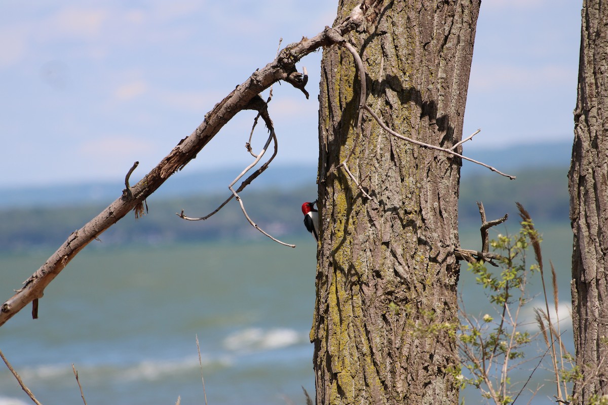 datel červenohlavý - ML645937138