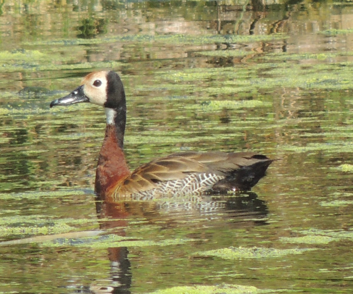 husička vdovka - ML645937141