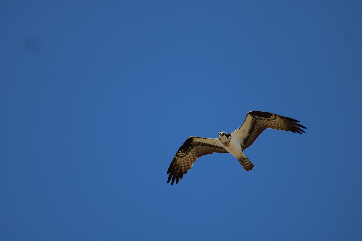 orlovec říční - ML645937142