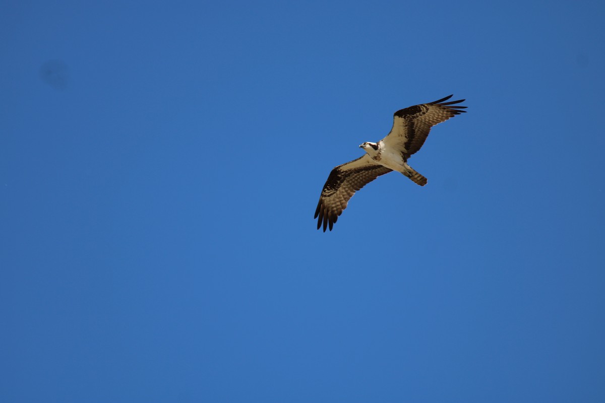 orlovec říční - ML645937143