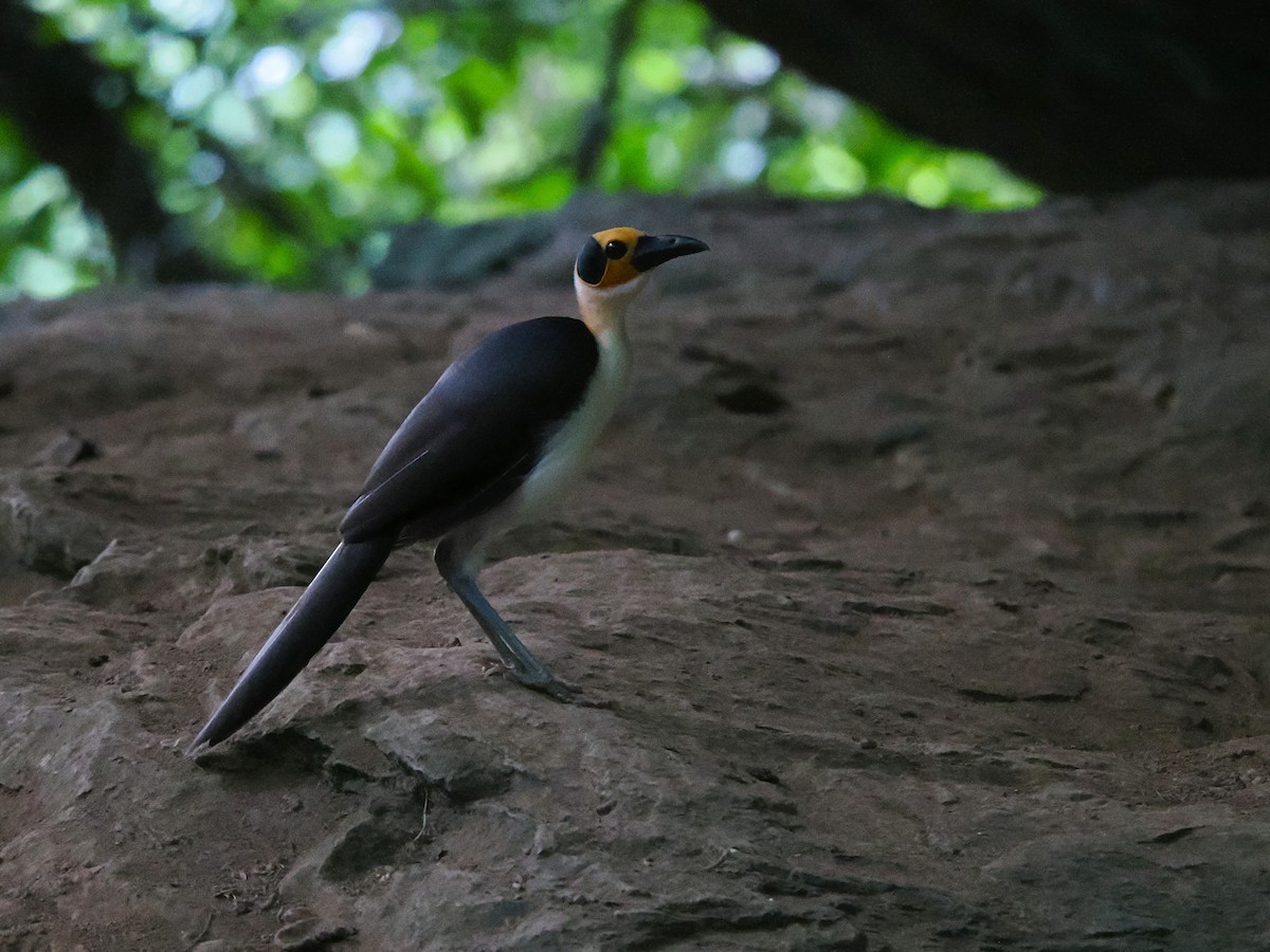 Gelbkopf-Felsenhüpfer - ML645937152