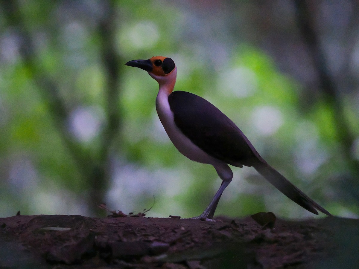 Gelbkopf-Felsenhüpfer - ML645937153