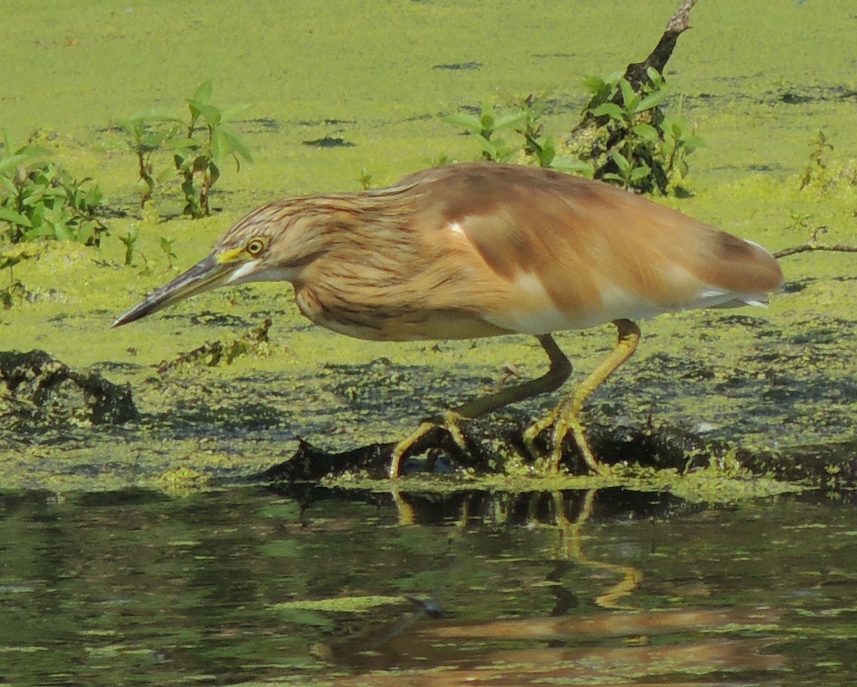 volavka vlasatá - ML645937154