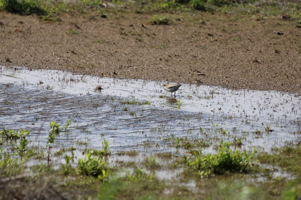 pisík americký - ML645937157