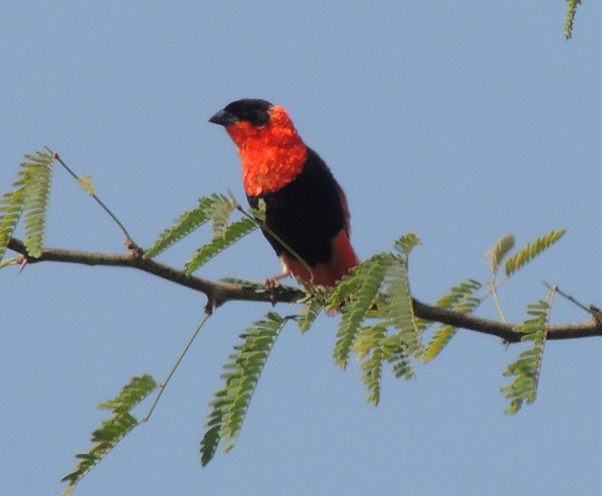 snovač oranžový - ML645937161