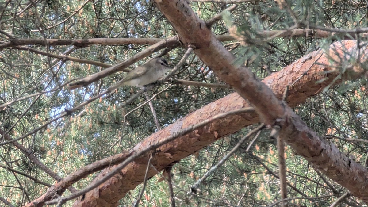 アカメモズモドキ - ML645937162