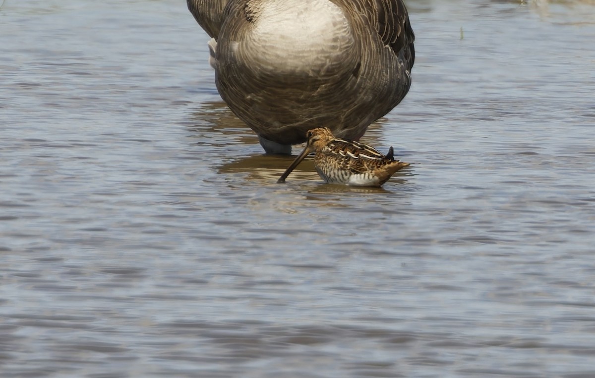 Agachadiza Común - ML645937164