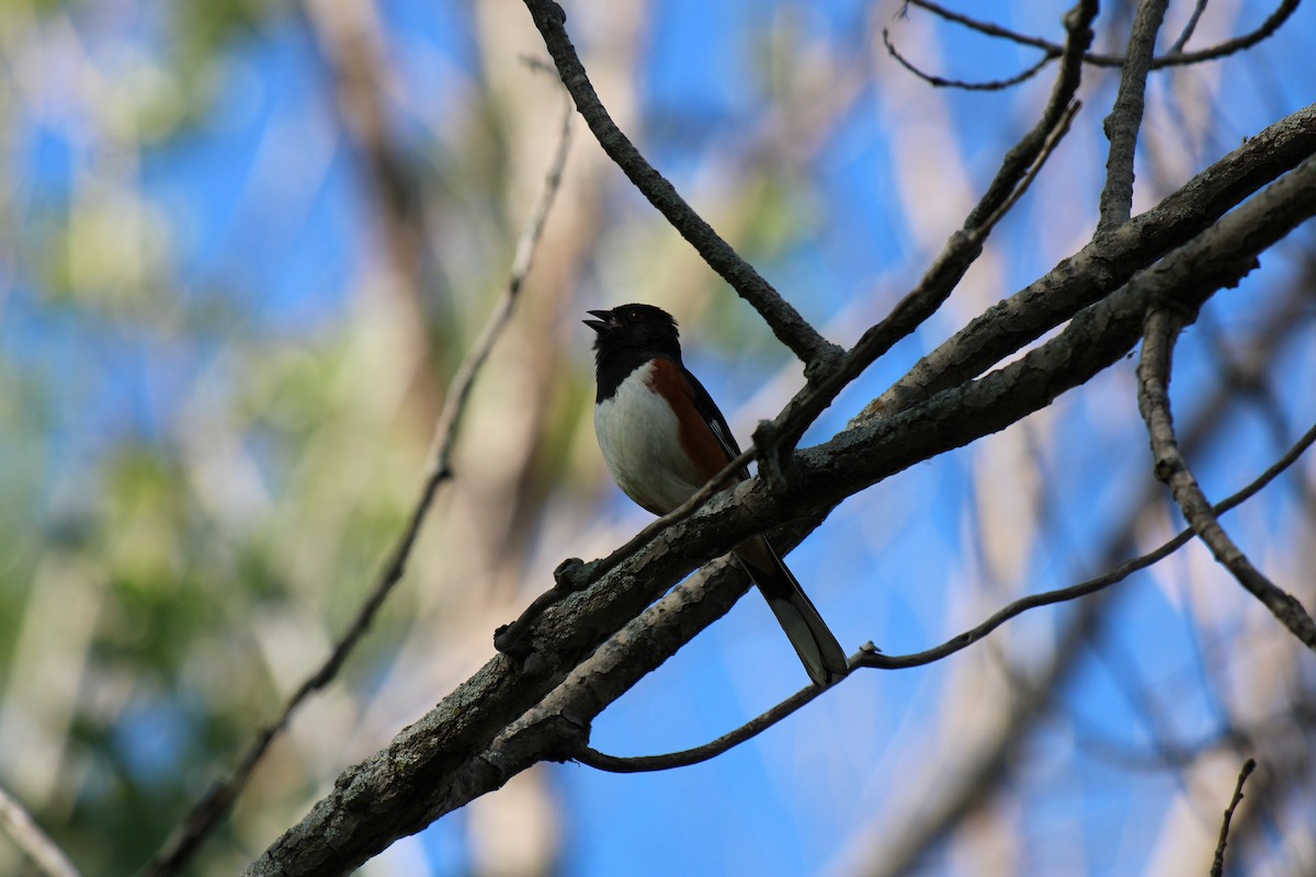 pipilo rudooký - ML645937169