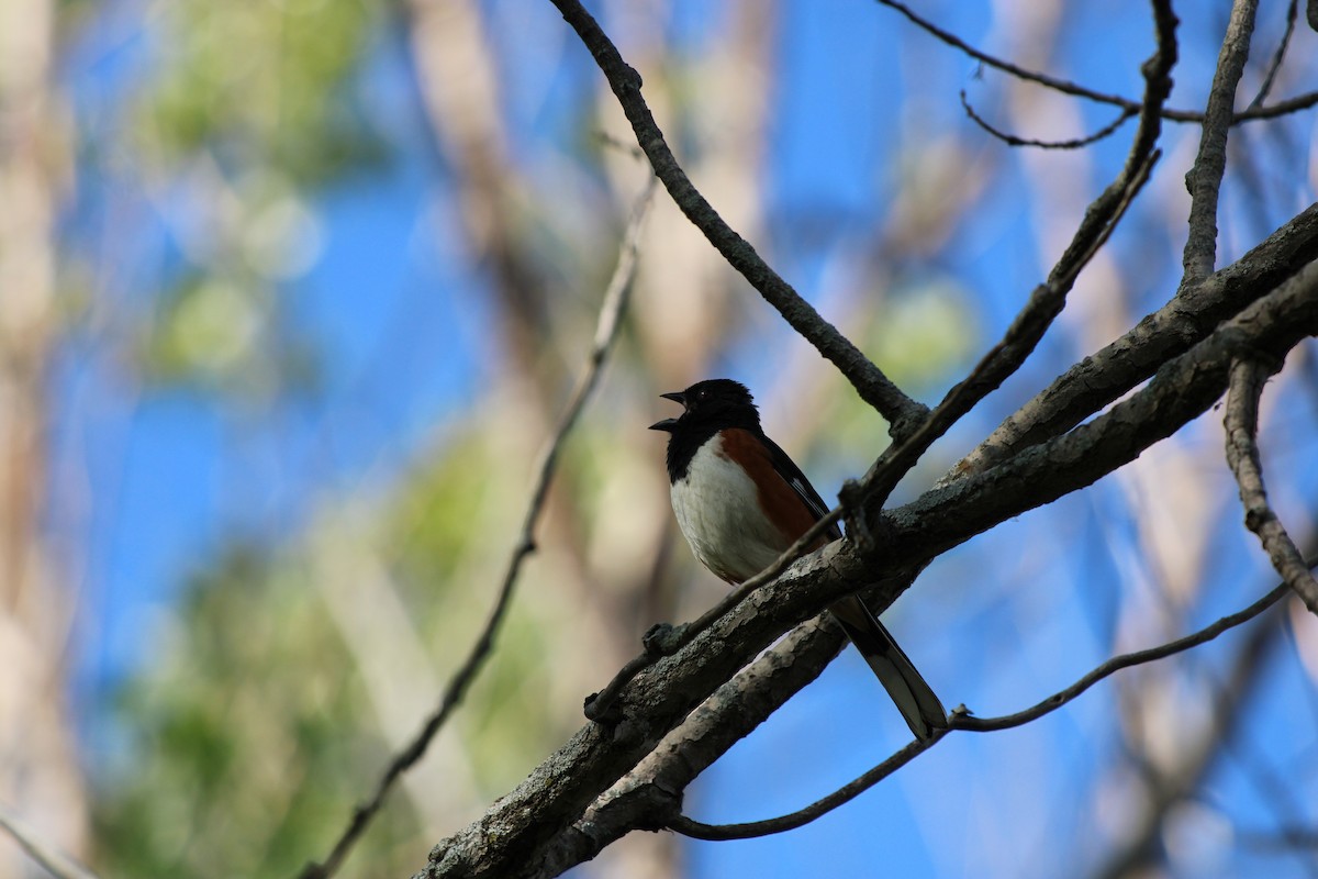 pipilo rudooký - ML645937170