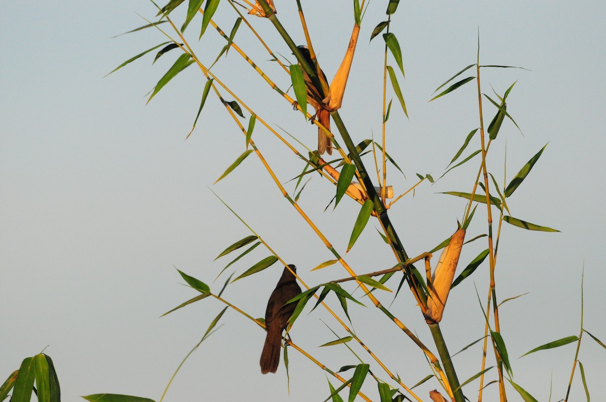 Cinnamon-bellied Saltator - ML645937180