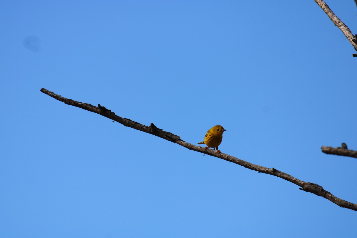 lesňáček zlatotemenný - ML645937182