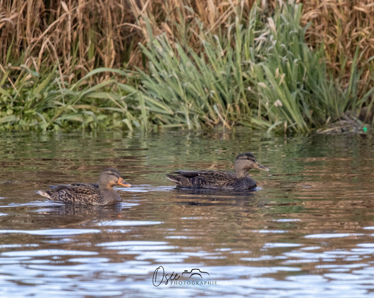 Mallard x American Black Duck (hybrid) - ML645937202