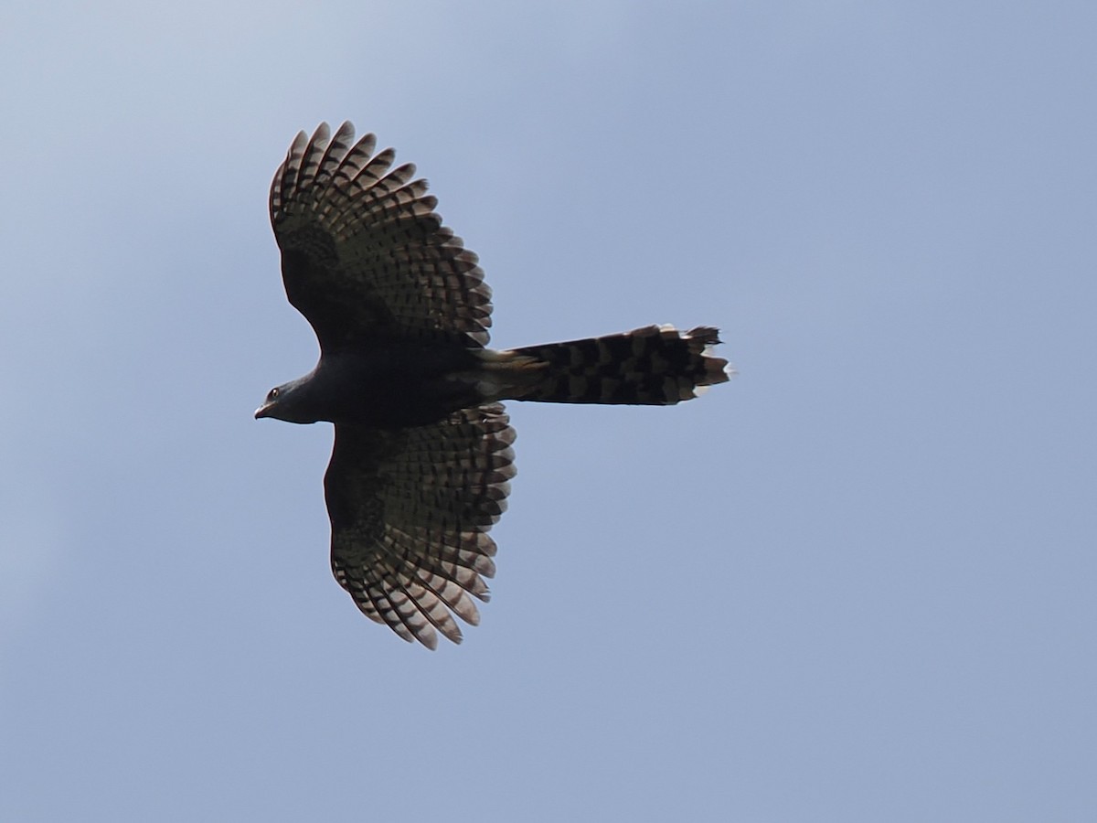 Long-tailed Hawk - ML645937207