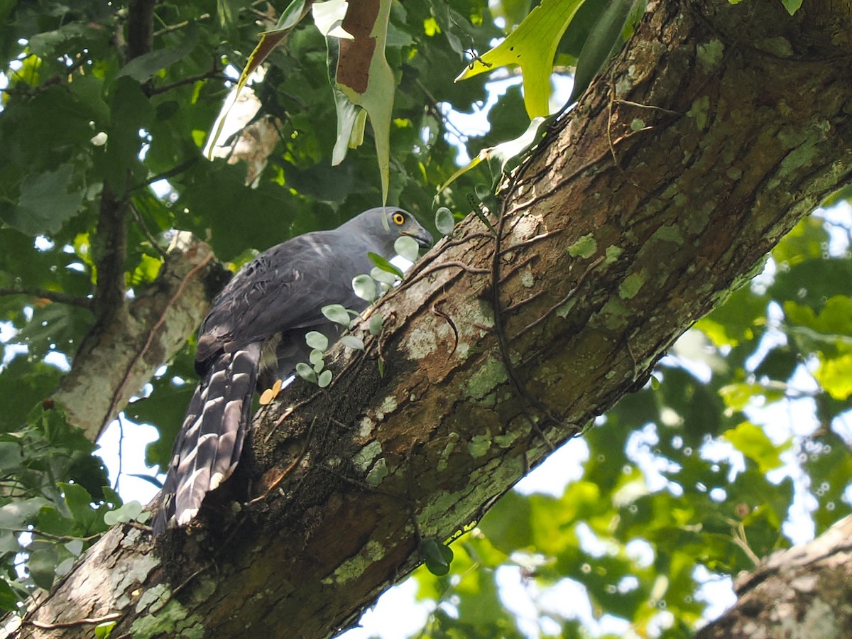 Long-tailed Hawk - ML645937208