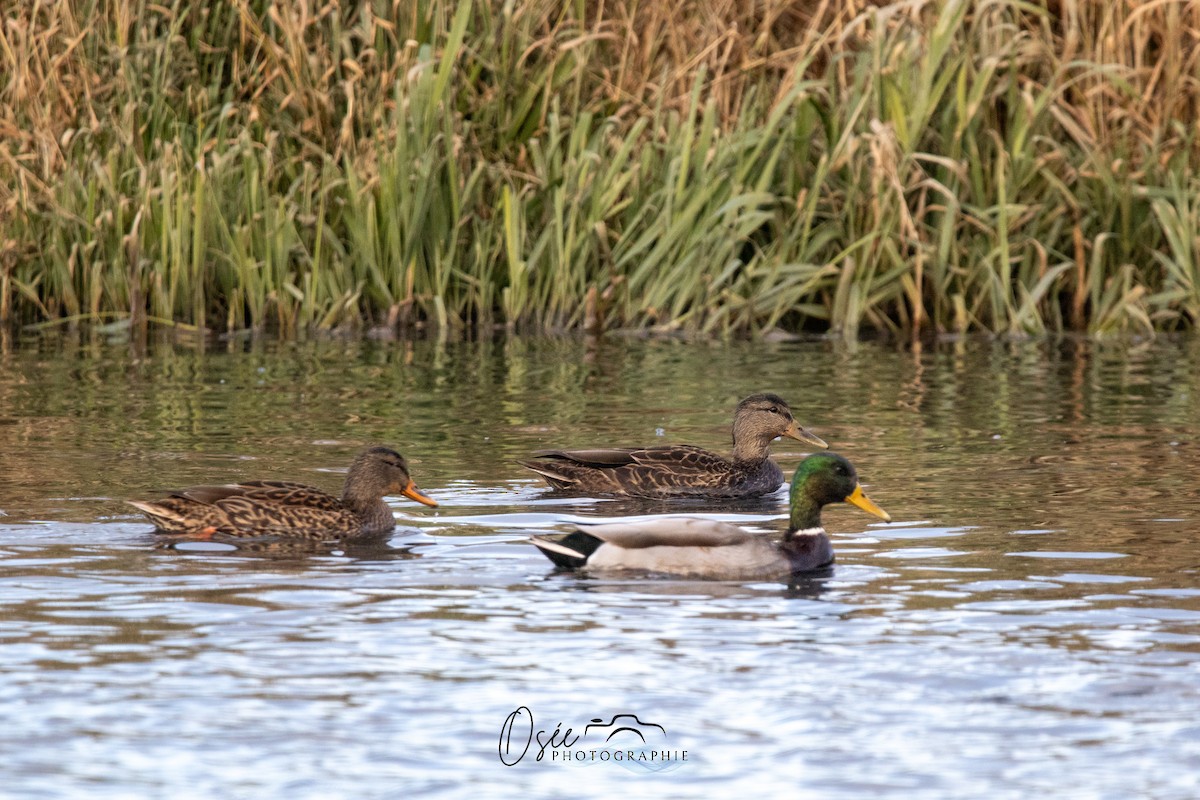 Mallard x American Black Duck (hybrid) - ML645937216