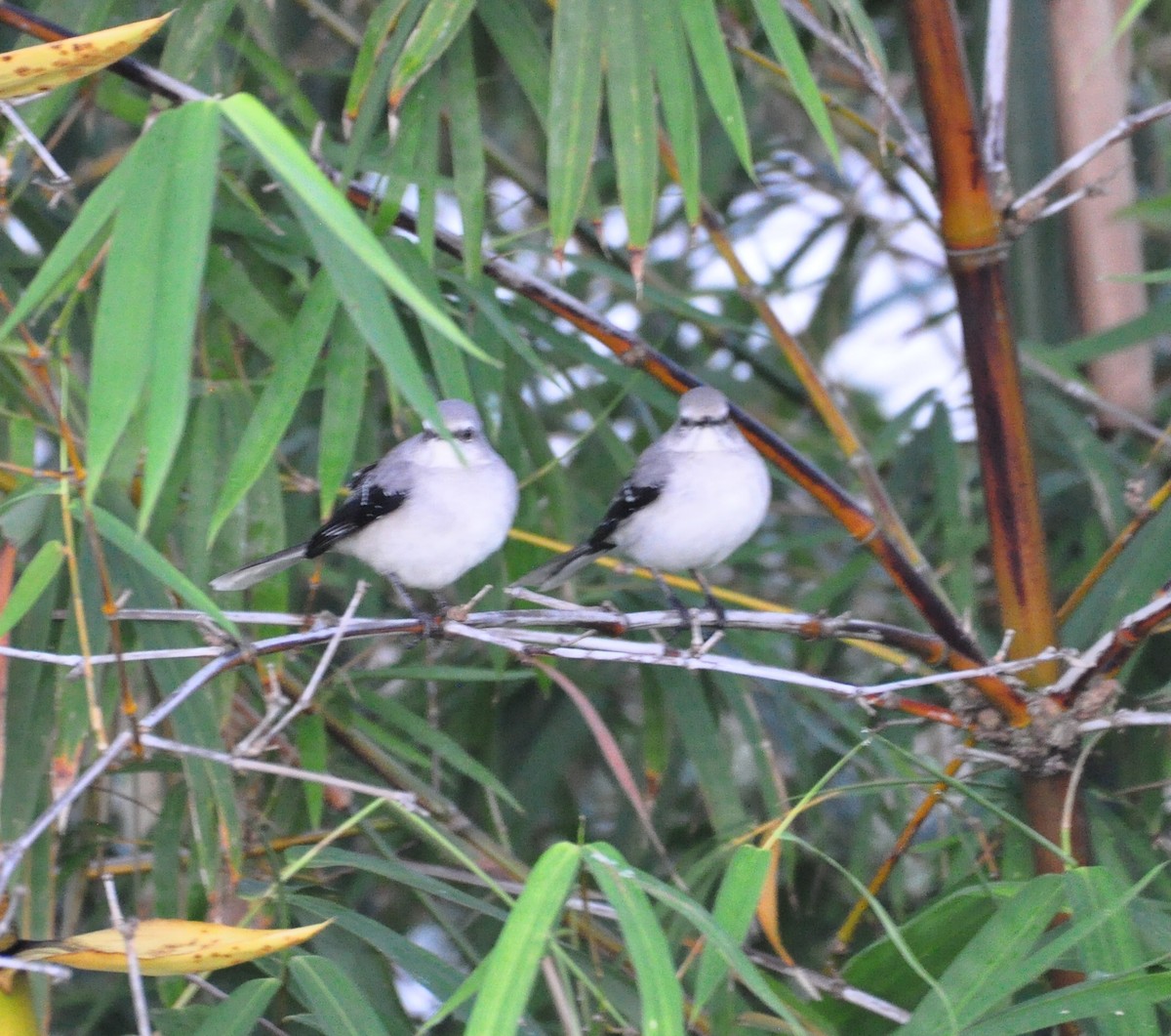 Tropikal Taklitçi - ML645937222