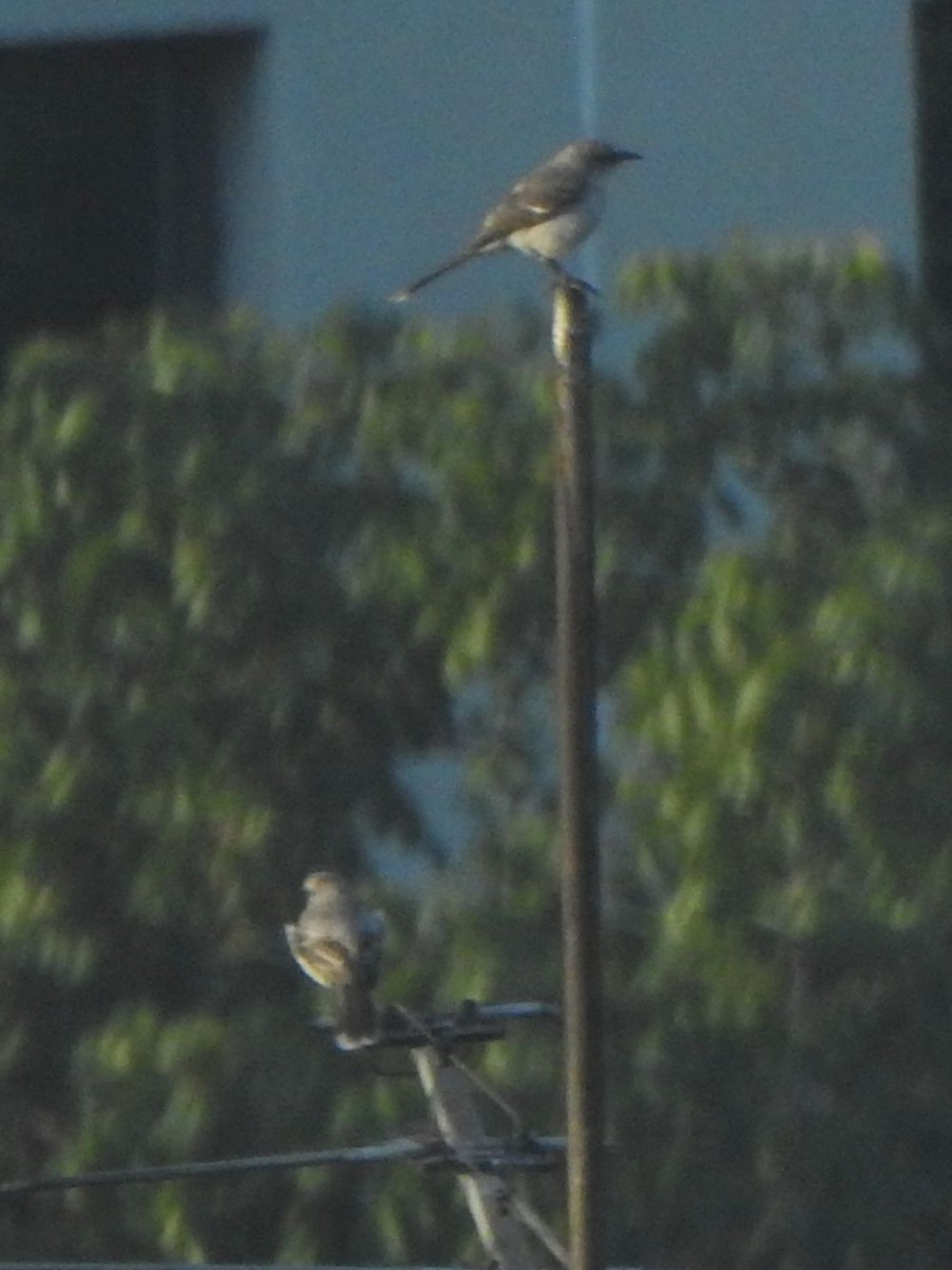 Tropikal Taklitçi - ML645937223