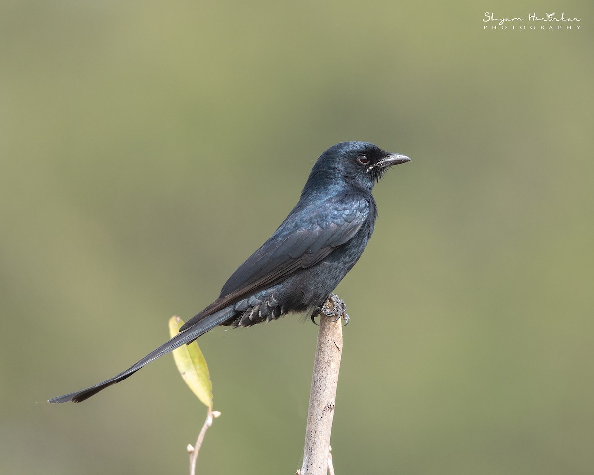 drongo černý - ML645937233