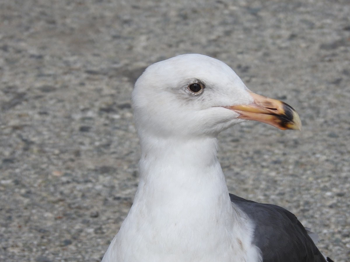 Мартин західний - ML645937235