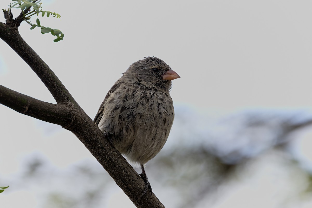 コダーウィンフィンチ - ML645937249