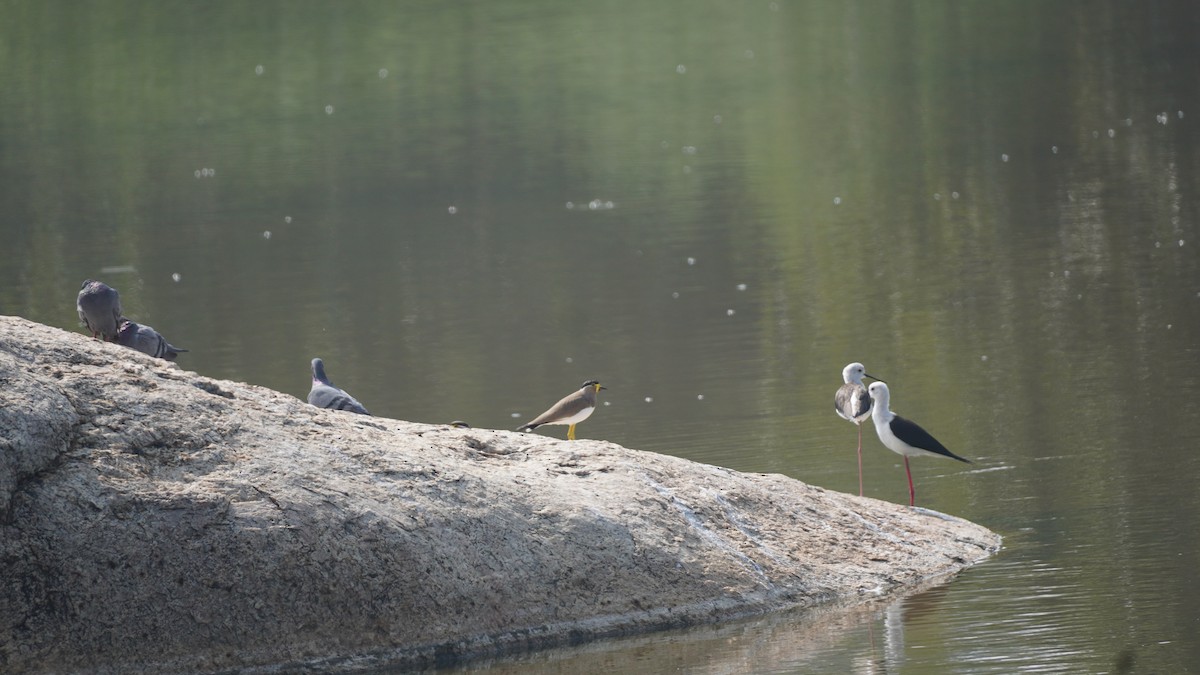 カワラバト（ドバト、家畜型） - ML645937250