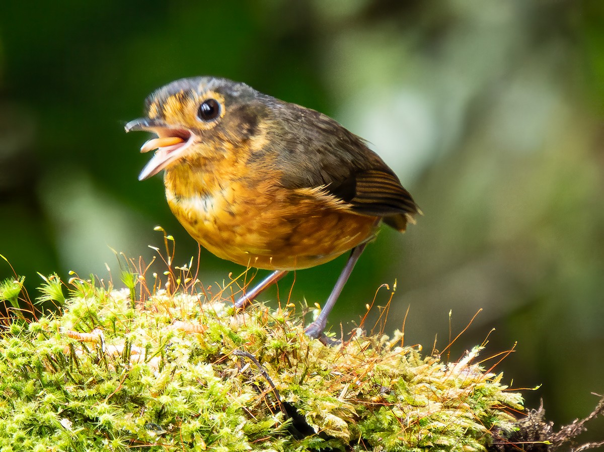 ハイボウシヒメジアリドリ - ML645937251