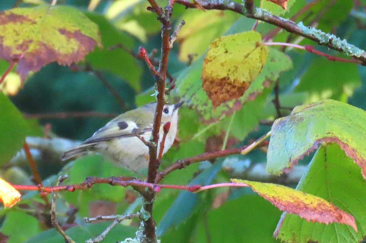 Goldcrest - ML645937252