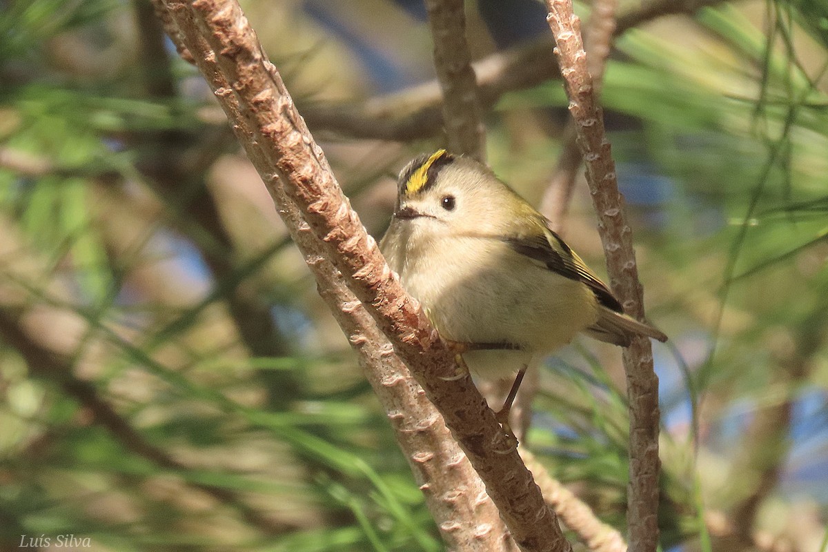 Goldcrest - ML645937253