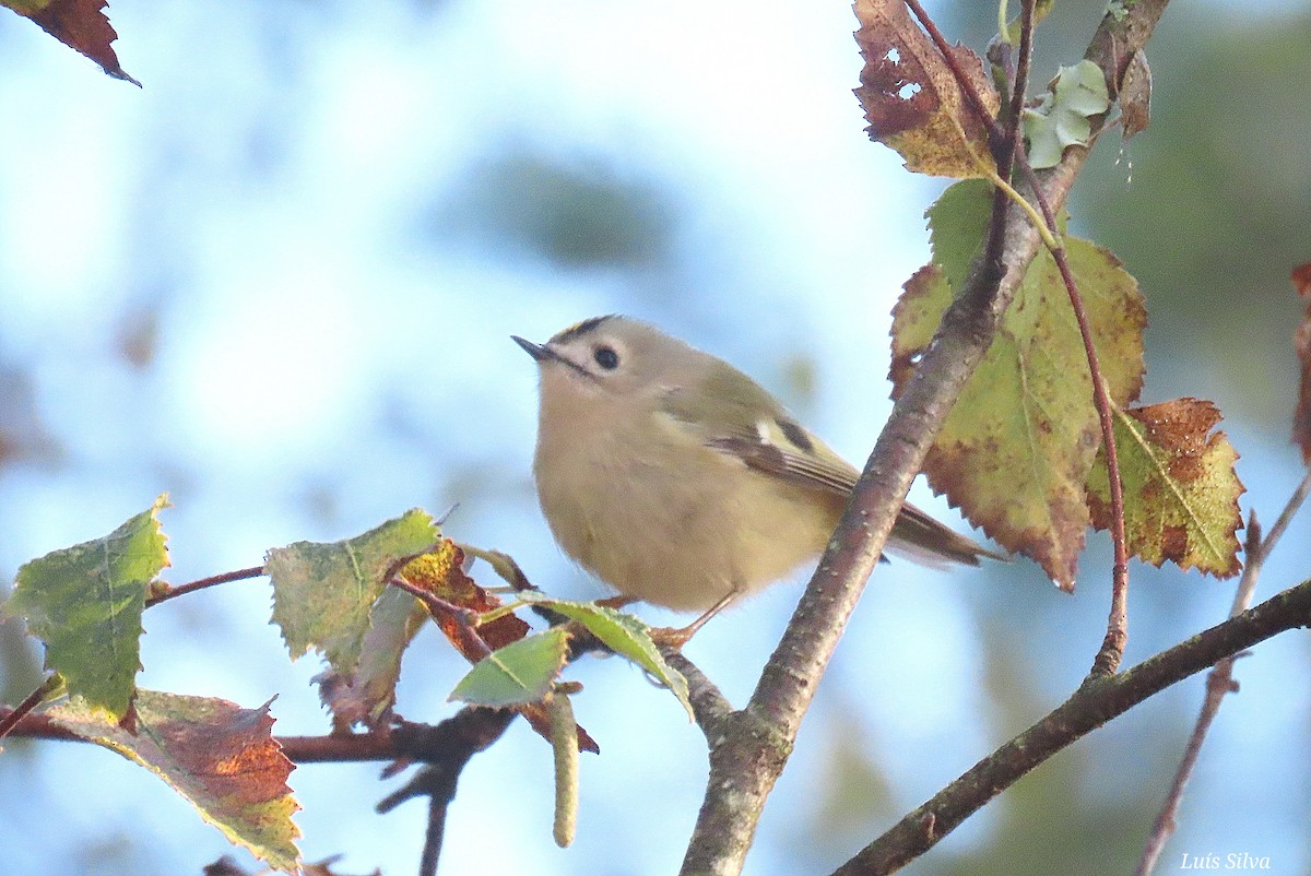 Goldcrest - ML645937254