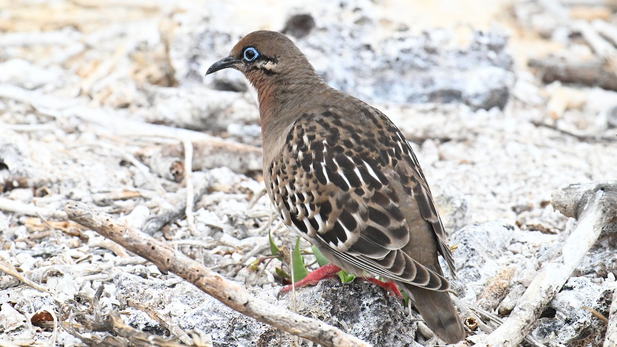 ガラパゴスバト - ML645937255