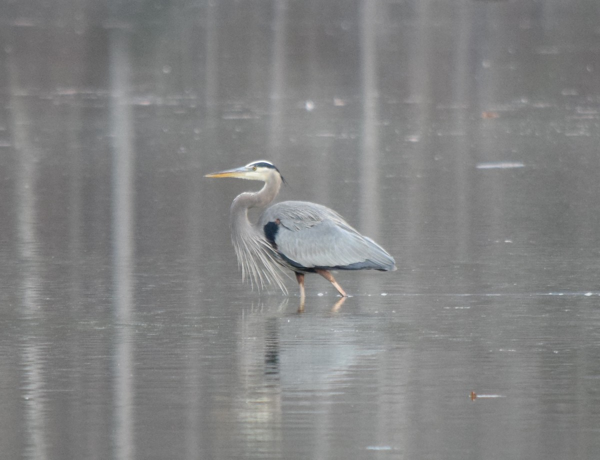 オオアオサギ - ML645937256